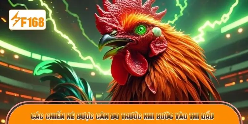 Các chiến kê được cân đo trước khi bước vào thi đấu