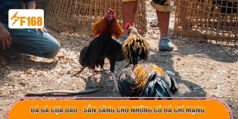 Đá gà cựa dao - sẵn sàng cho những cú đá chí mạng