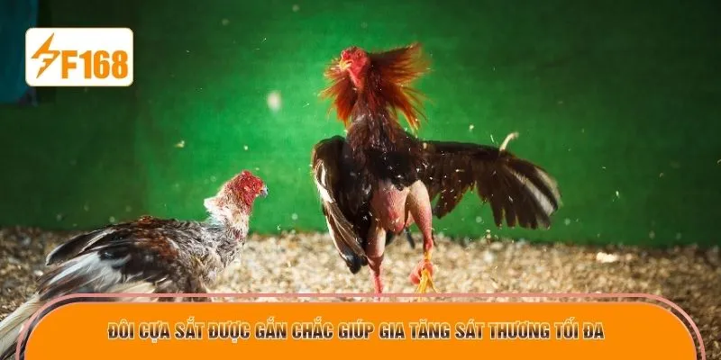 Đôi cựa sắt được gắn chắc giúp gia tăng sát thương tối đa